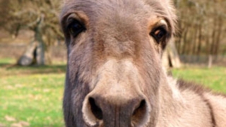 Thumbnail of post image 186